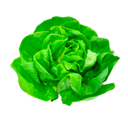 Lechuga Mantecosa 1/2kg