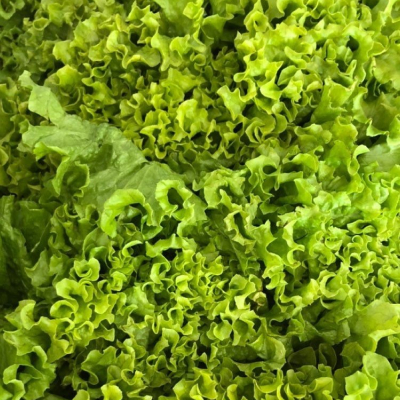 Lechuga Crespa 1Kg
