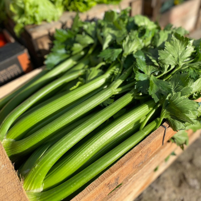 Planta De Apio 1Kg